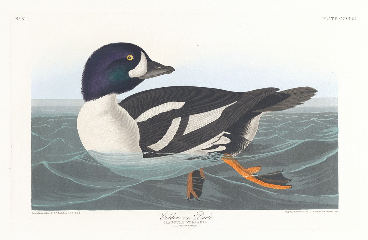 Golden-eye duck by John James Audubon, 1827–1838 — digital art print download