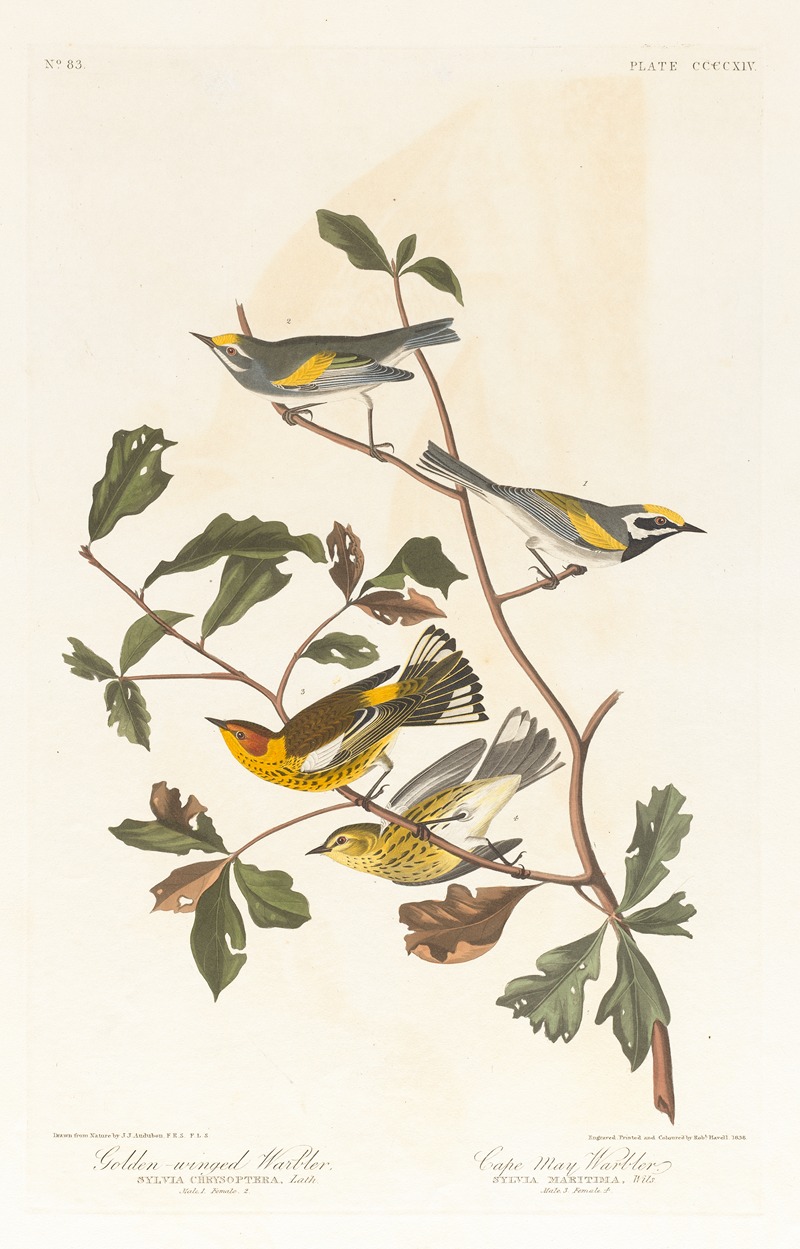 Golden-winged warbler by John James Audubon, 1827–1838 — digital art print download