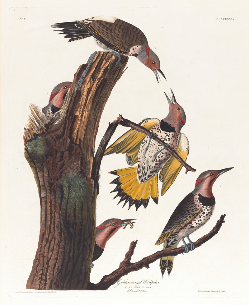 Golden-winged woodpecker by John James Audubon, 1827–1838 — digital art print download