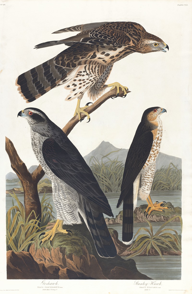 Goshawk, Stanley hawk by John James Audubon, 1827–1838 — digital art print download