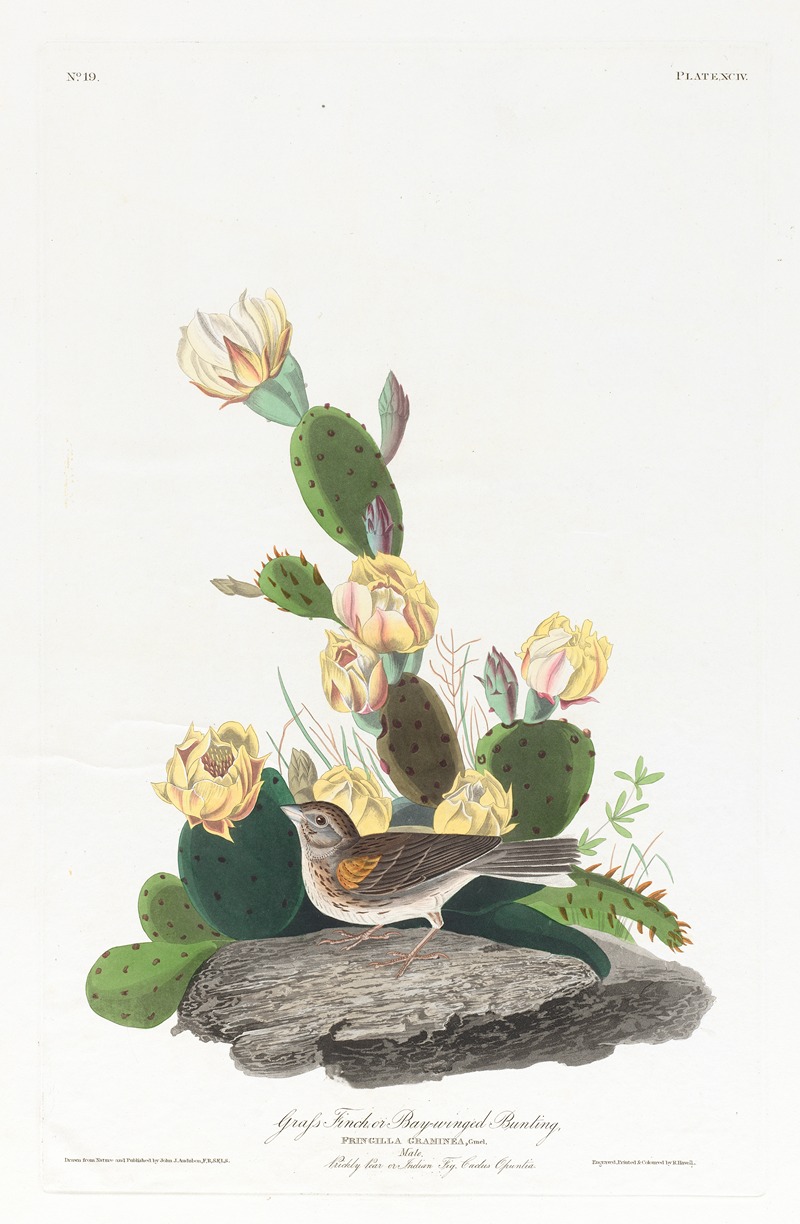 Grass finch or bay-winged bunting — John James Audubon