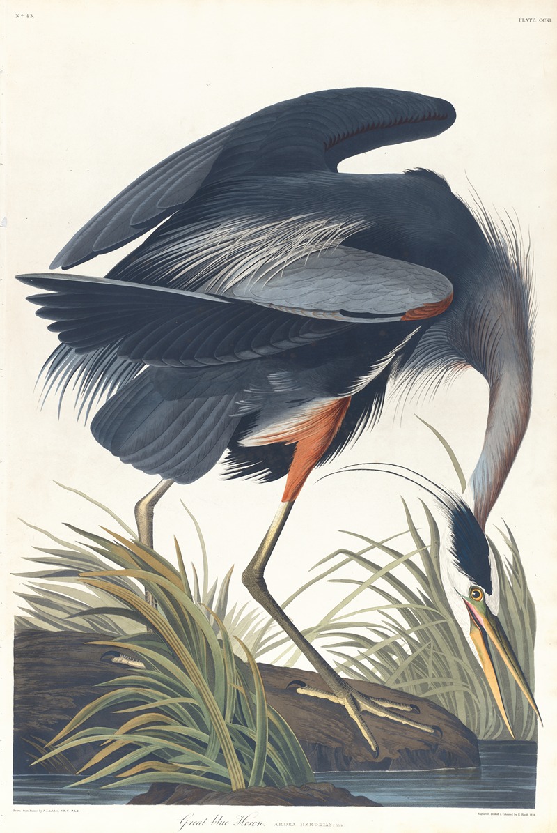 Great blue heron by John James Audubon, 1827–1838 — digital art print download