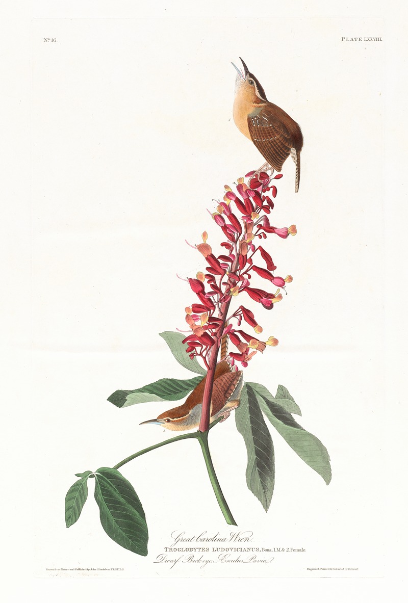 Great Carolina wren by John James Audubon, 1827–1838 — digital art print download
