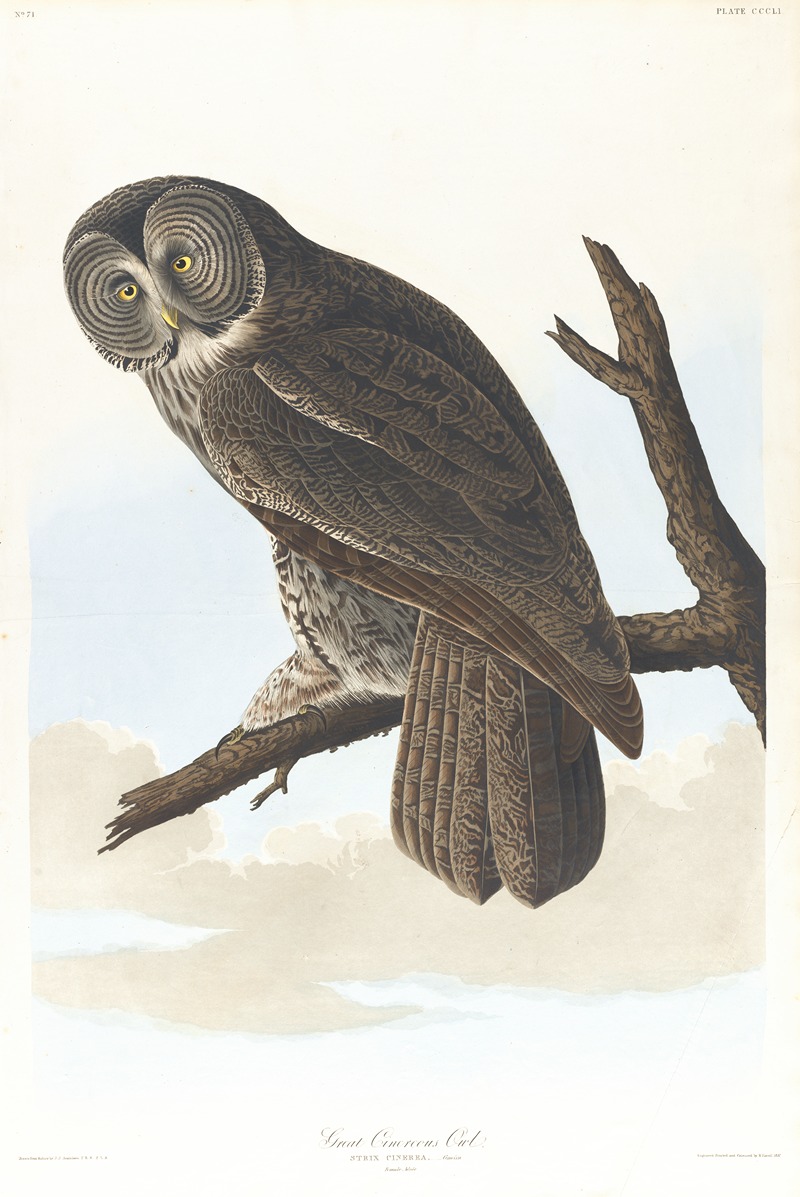 Great cinereous owl by John James Audubon, 1827–1838 — digital art print download