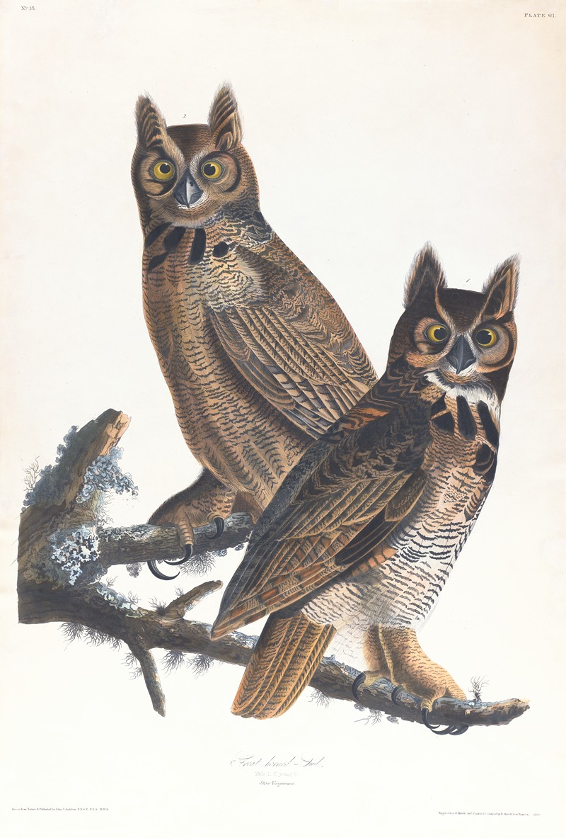 Great horned-owl by John James Audubon, 1827–1838 — digital art print download
