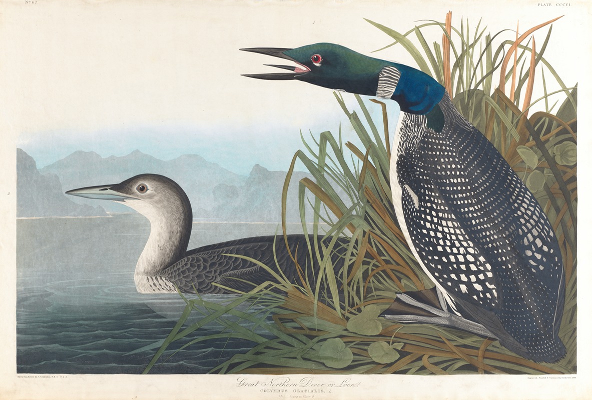 Great northern diver or loon by John James Audubon, 1827–1838 — digital art print download