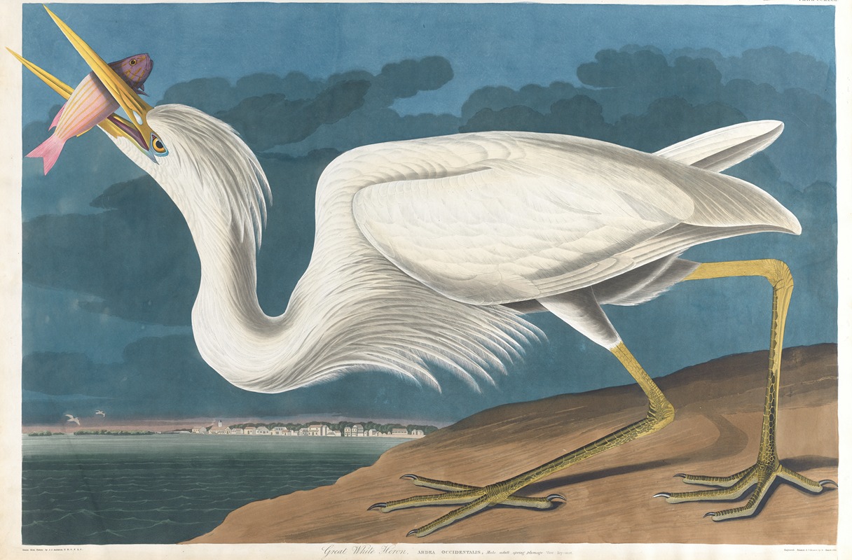 Great white heron by John James Audubon, 1827–1838 — digital art print download