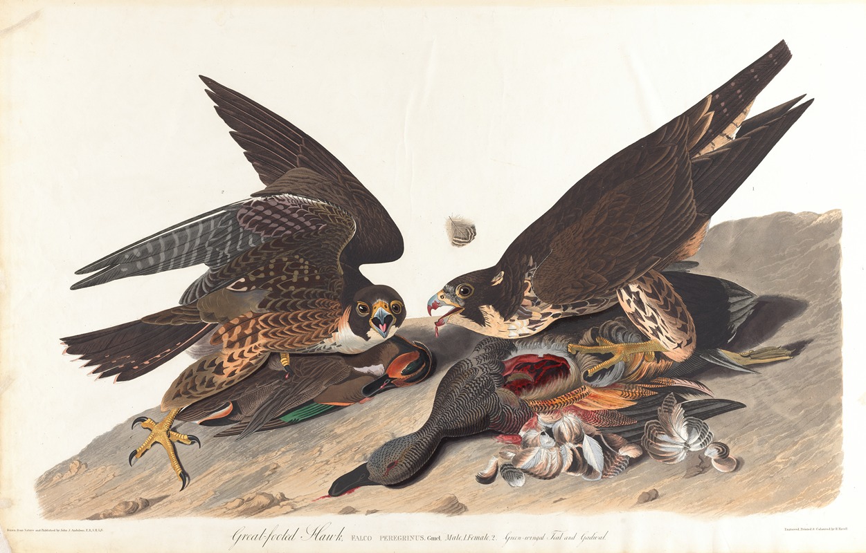 Great-footed hawk by John James Audubon, 1827–1838 — digital art print download
