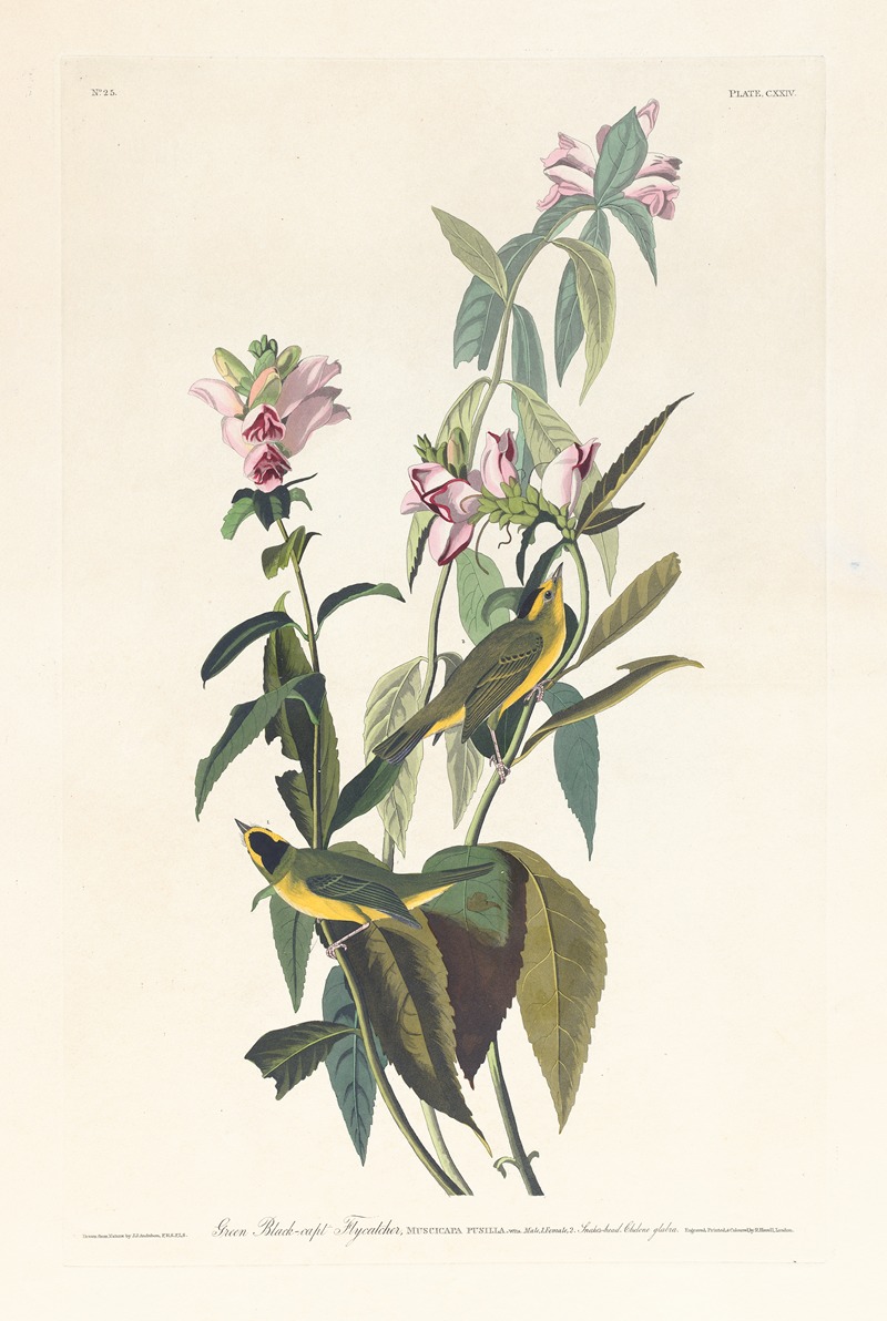 Green black-capt flycatcher by John James Audubon, 1827–1838 — digital art print download