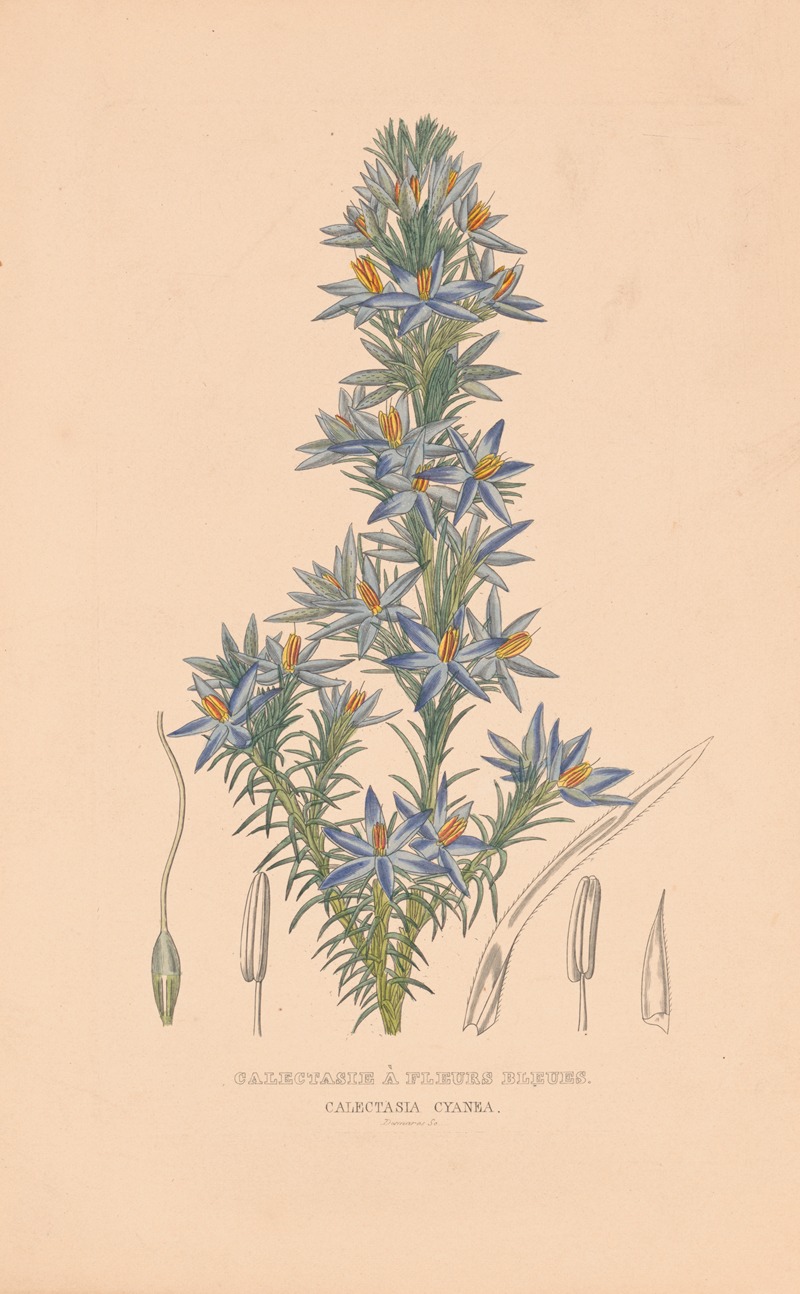 Calectasie à fleurs bleues. Calextasia cyanea by Аноним — digital art print download