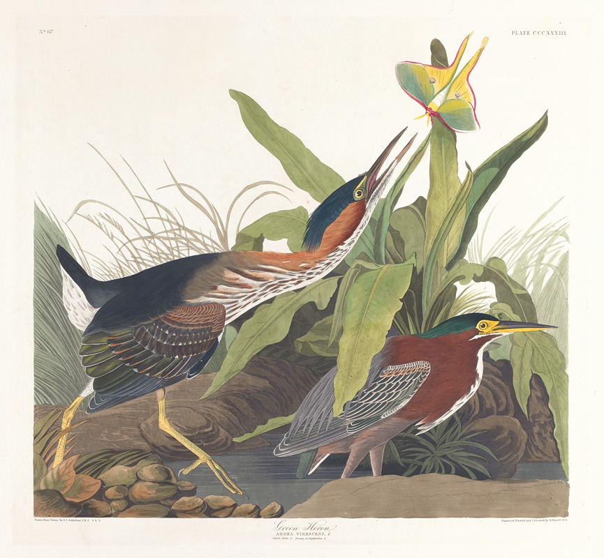 Green heron by John James Audubon, 1827–1838 — digital art print download