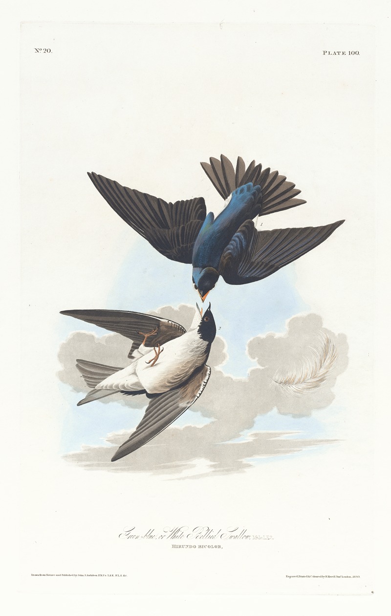 Green-blue or white bellied swallow — John James Audubon