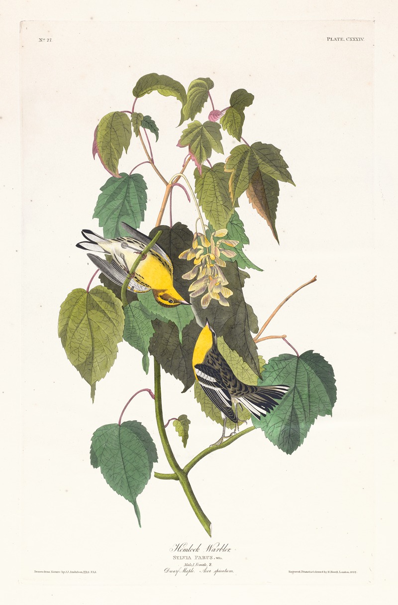 Hemlock warbler by John James Audubon, 1827–1838 — digital art print download