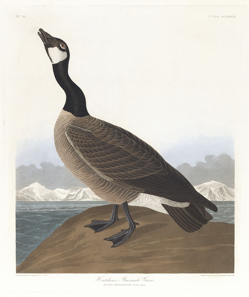 Hutchins's barnacle goose by John James Audubon, 1827–1838 — digital art print download