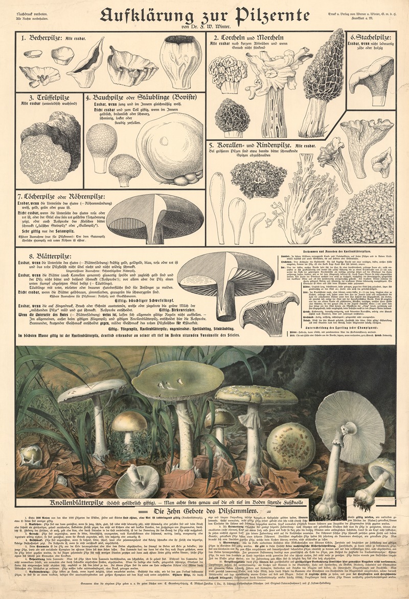 Aufklärung zur Pilzernte by Dr. Friedrich Wilhelm Winter, 1920 — digital art print download