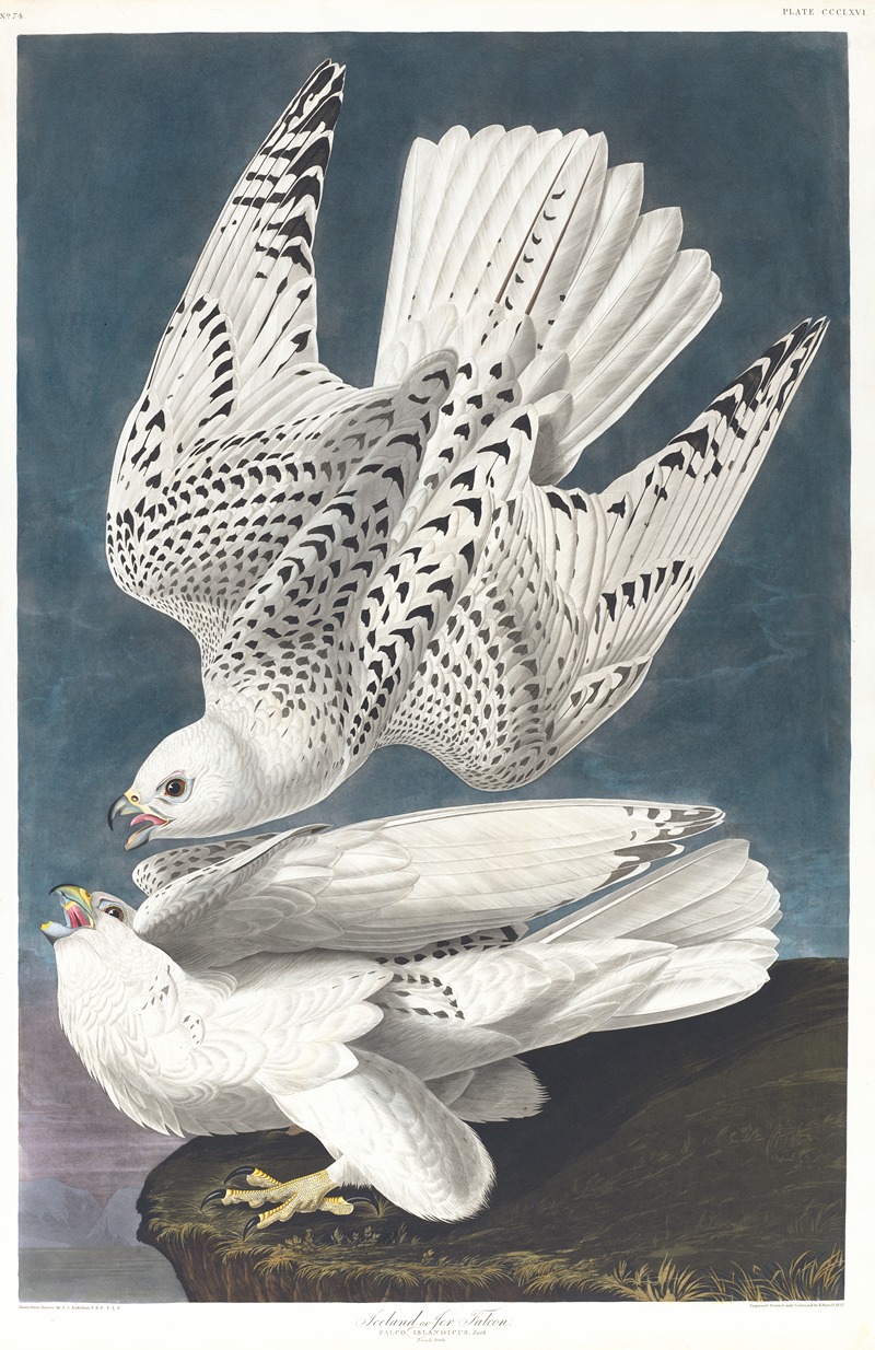 Iceland or jer falcon by John James Audubon, 1827–1838 — digital art print download