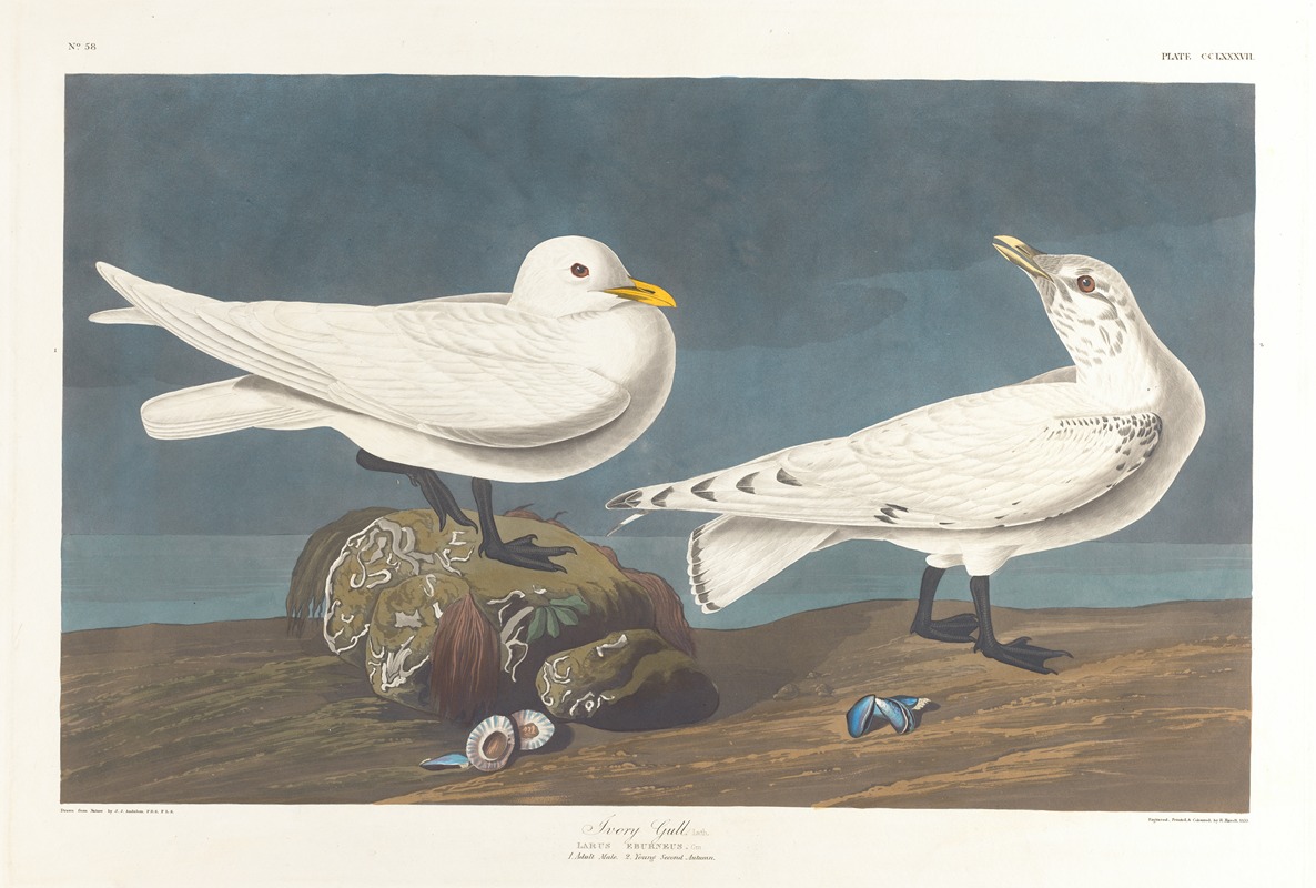 Ivory gull by John James Audubon, 1827–1838 — digital art print download
