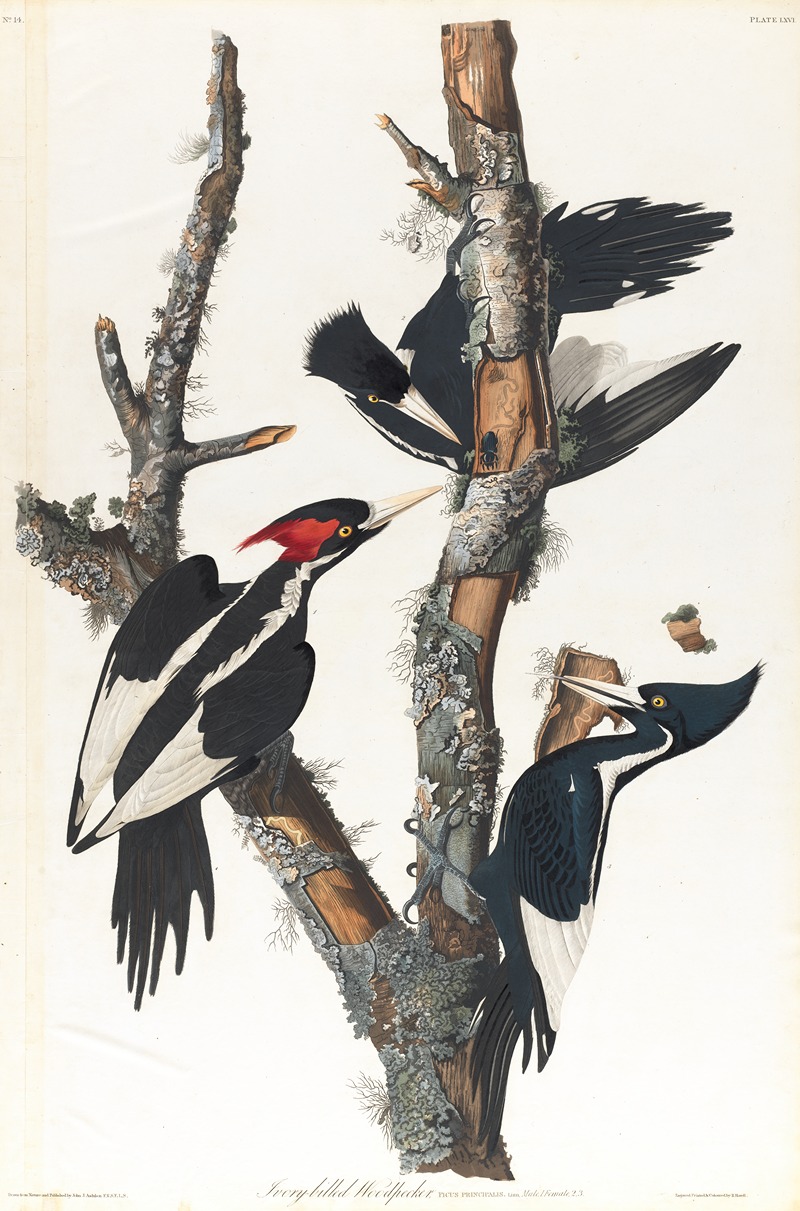 Ivory-billed woodpecker by John James Audubon, 1827–1838 — digital art print download
