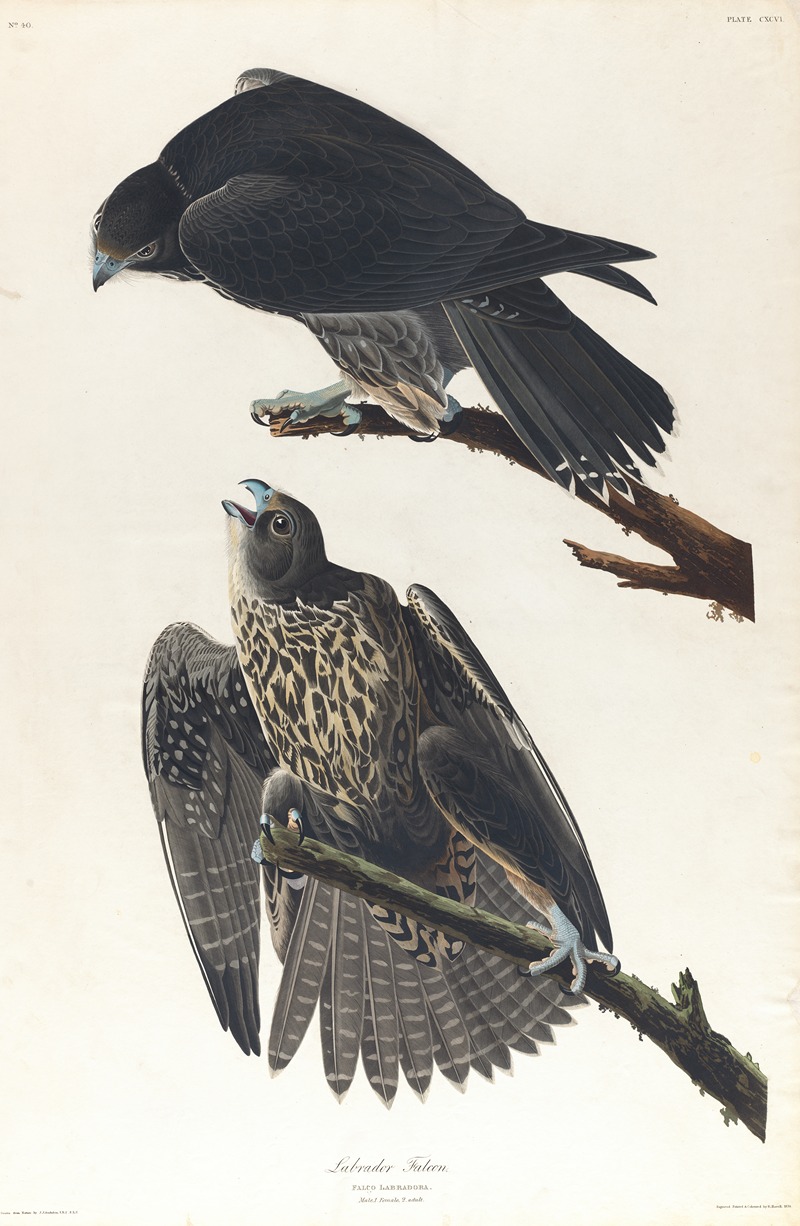 Labrador falcon by John James Audubon, 1827–1838 — digital art print download