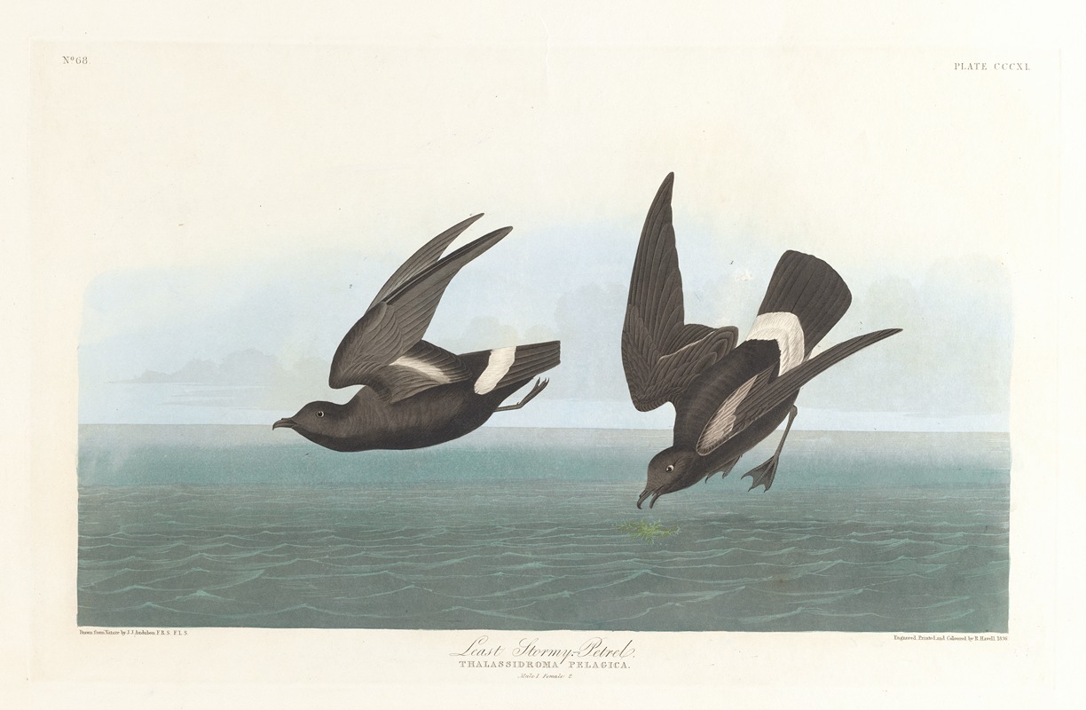Least stormy-petrel by John James Audubon, 1827–1838 — digital art print download
