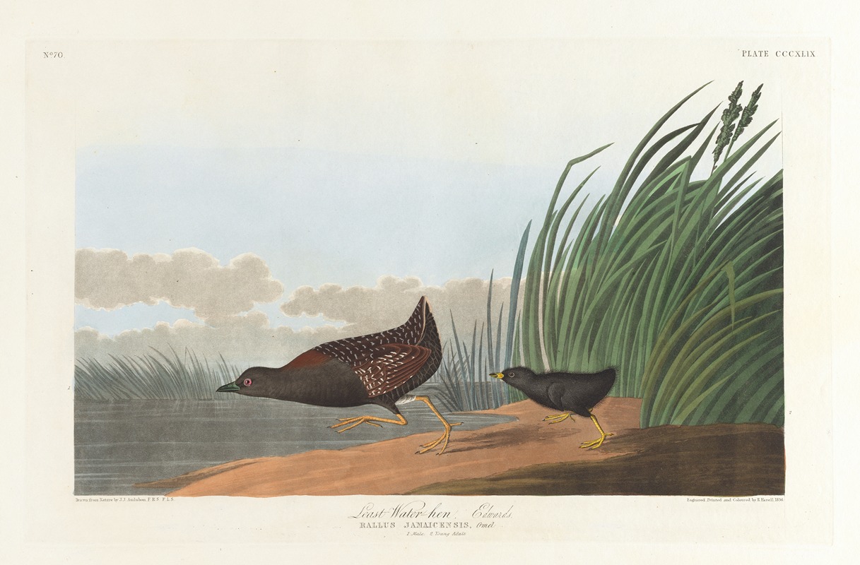 Least water-hen by John James Audubon, 1827–1838 — digital art print download