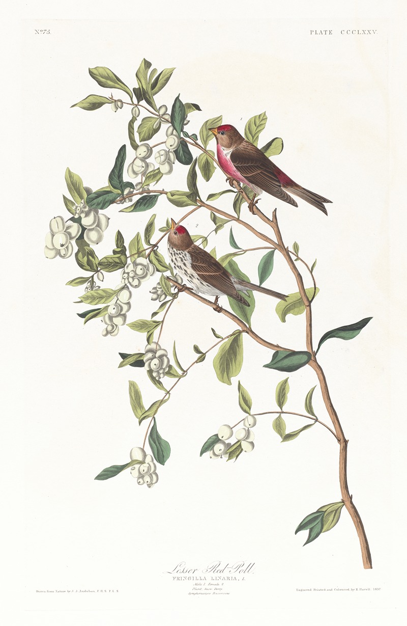 Lesser red-poll by John James Audubon, 1827–1838 — digital art print download