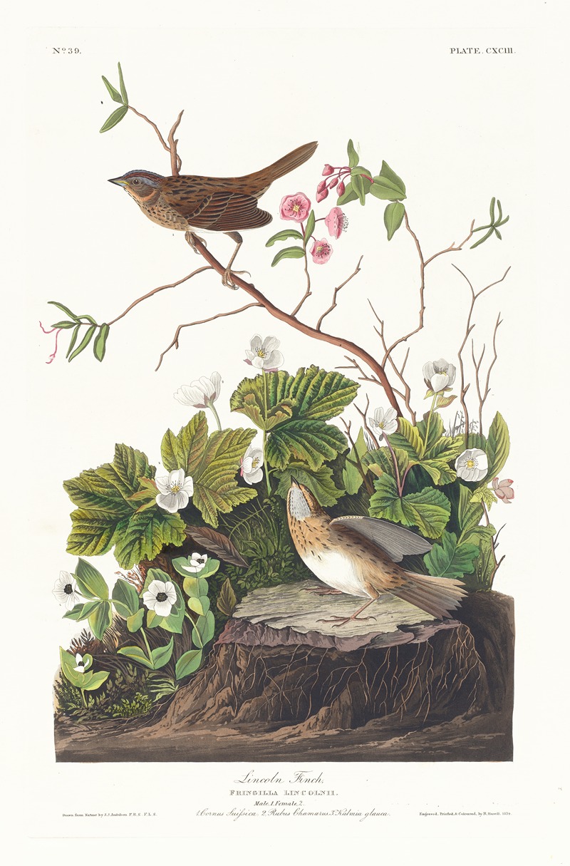 Lincoln finch by John James Audubon, 1827–1838 — digital art print download
