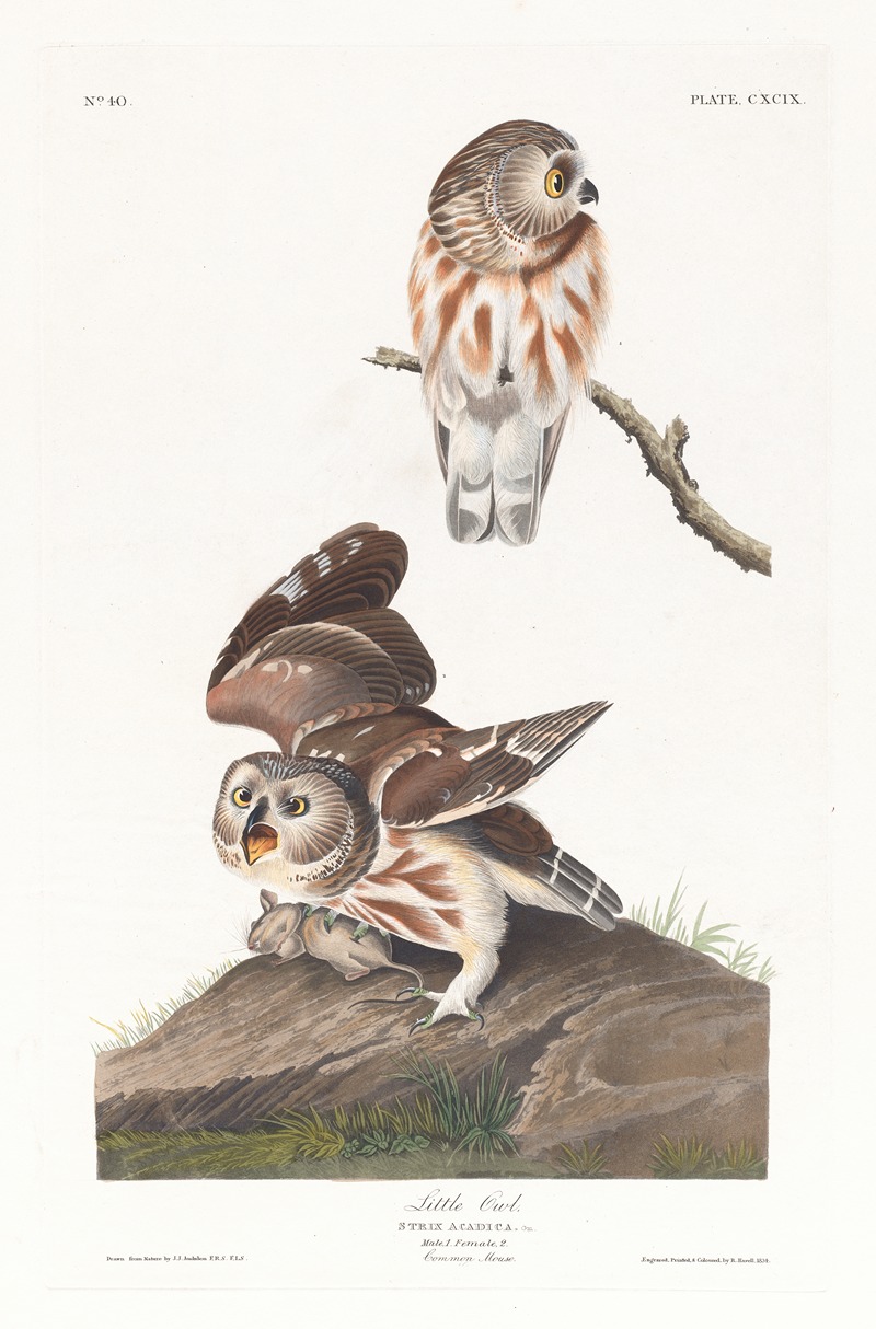 Little owl by John James Audubon, 1827–1838 — digital art print download