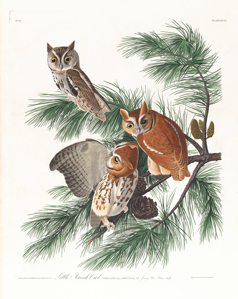 Little screech owl by John James Audubon, 1827–1838 — digital art print download