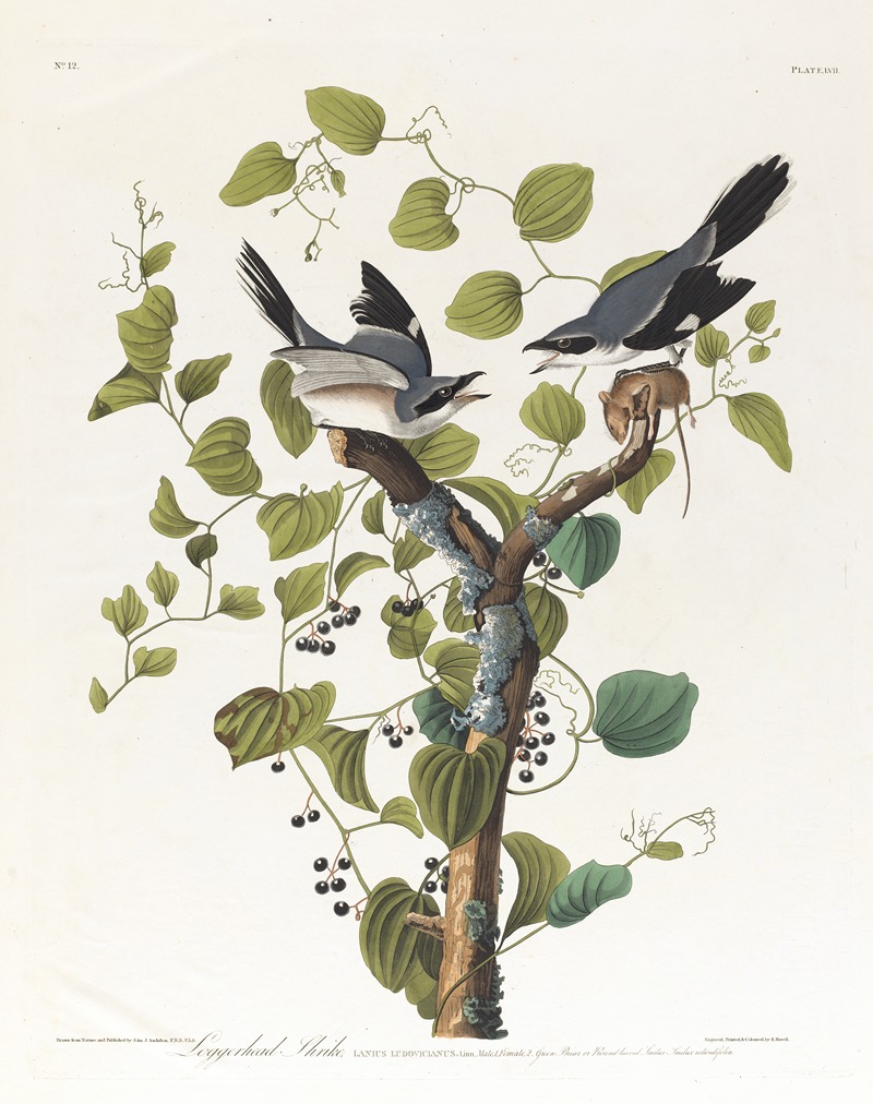 Loggerhead shrike by John James Audubon, 1827–1838 — digital art print download