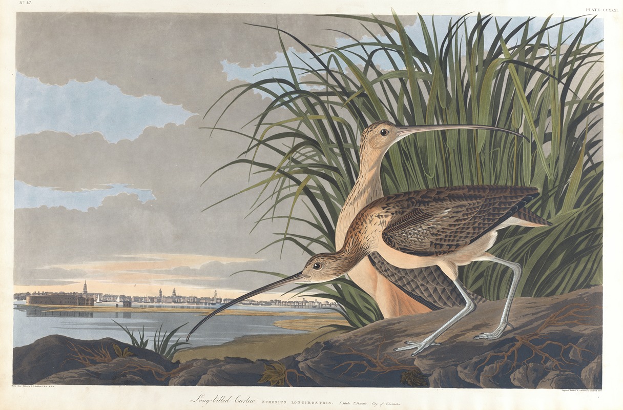 Long-billed curlew by John James Audubon, 1827–1838 — digital art print download