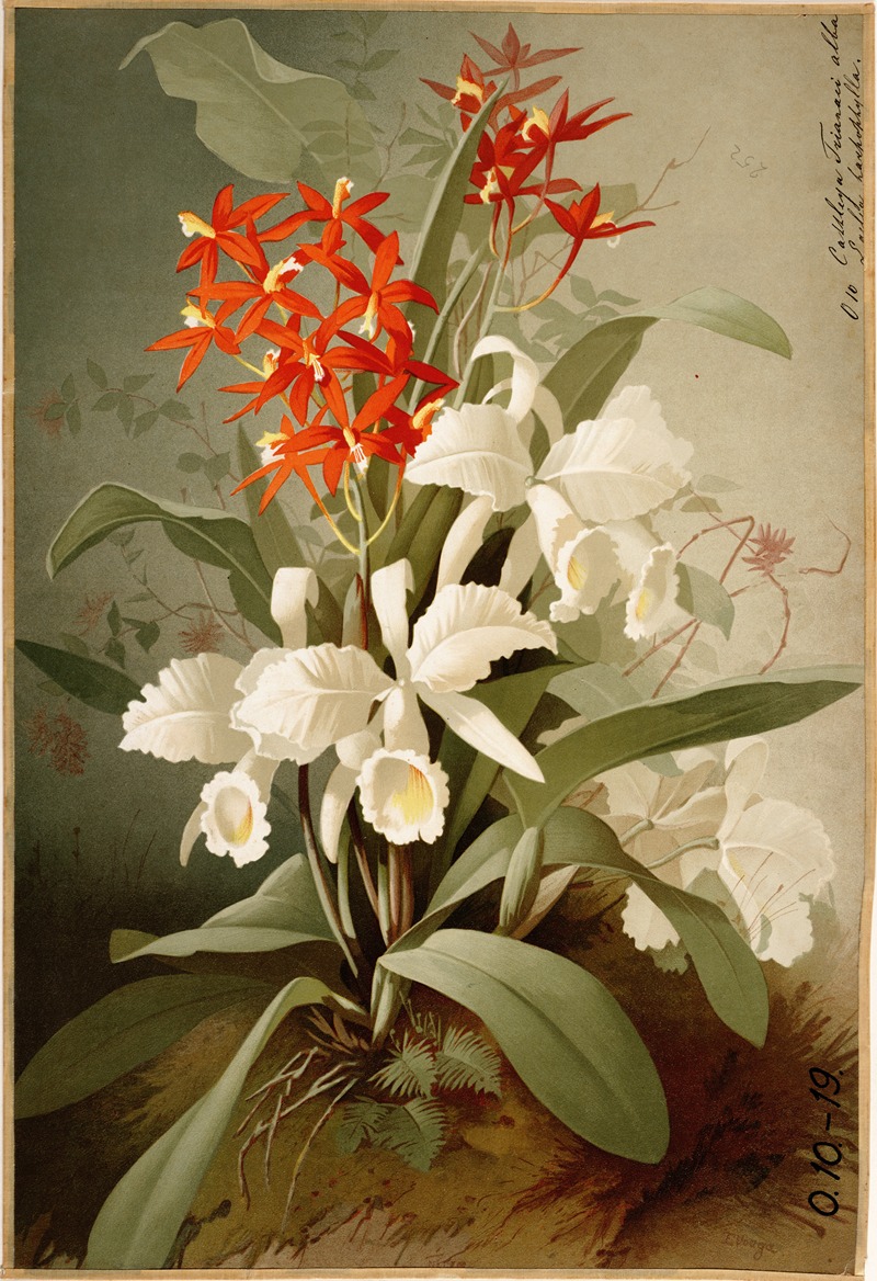 Cattleya, Laelia ; orchidee, orchidee by E. Vouga — digital art print download