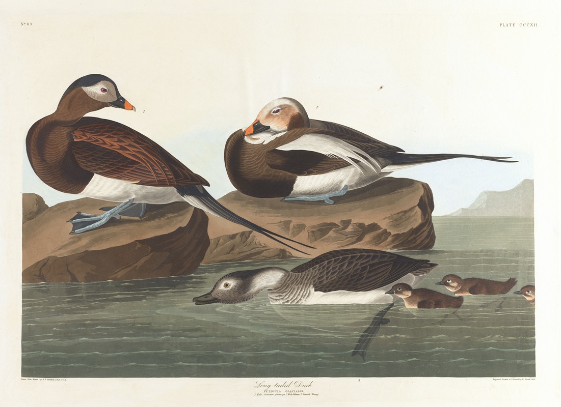 Long-tailed duck by John James Audubon, 1827–1838 — digital art print download