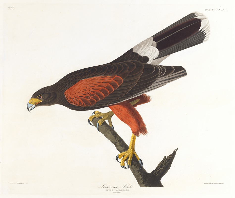 Louisiana hawk by John James Audubon, 1827–1838 — digital art print download