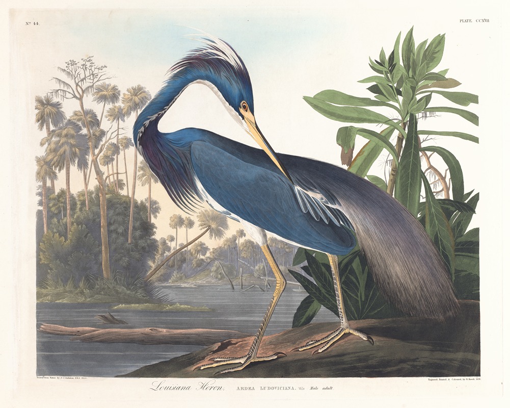 Louisiana heron by John James Audubon, 1827–1838 — digital art print download