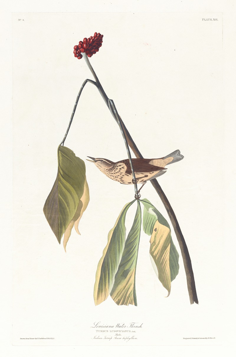 Louisiana water thrush by John James Audubon, 1827–1838 — digital art print download