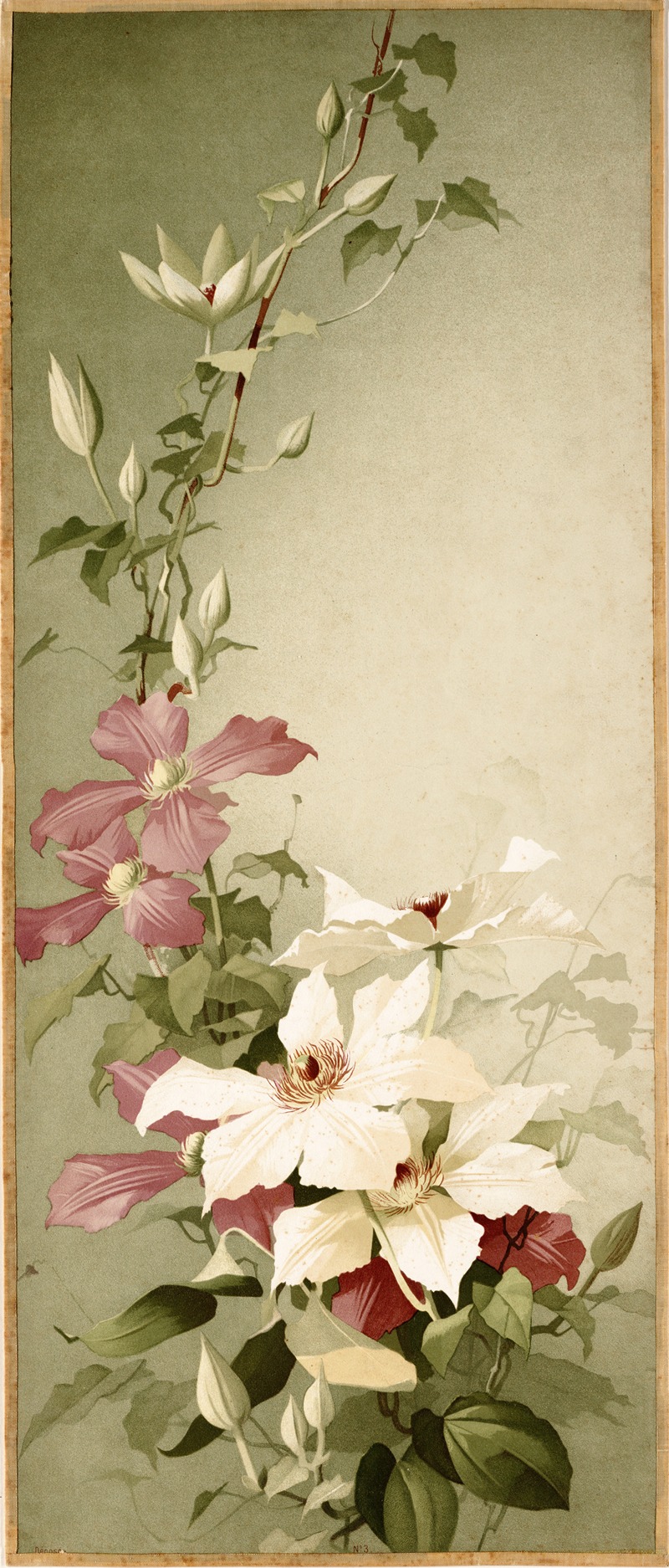 Clematites. Clematis hybrida ; clematis by E. Vouga — digital art print download