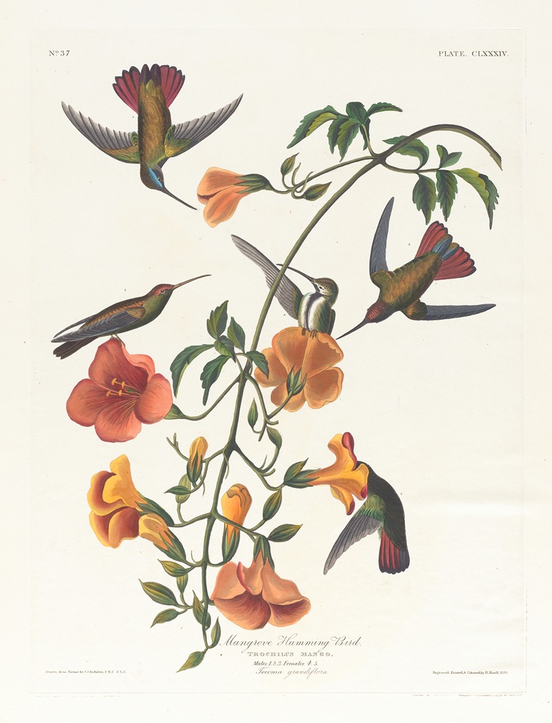 Mangrove humming bird by John James Audubon, 1827–1838 — digital art print download