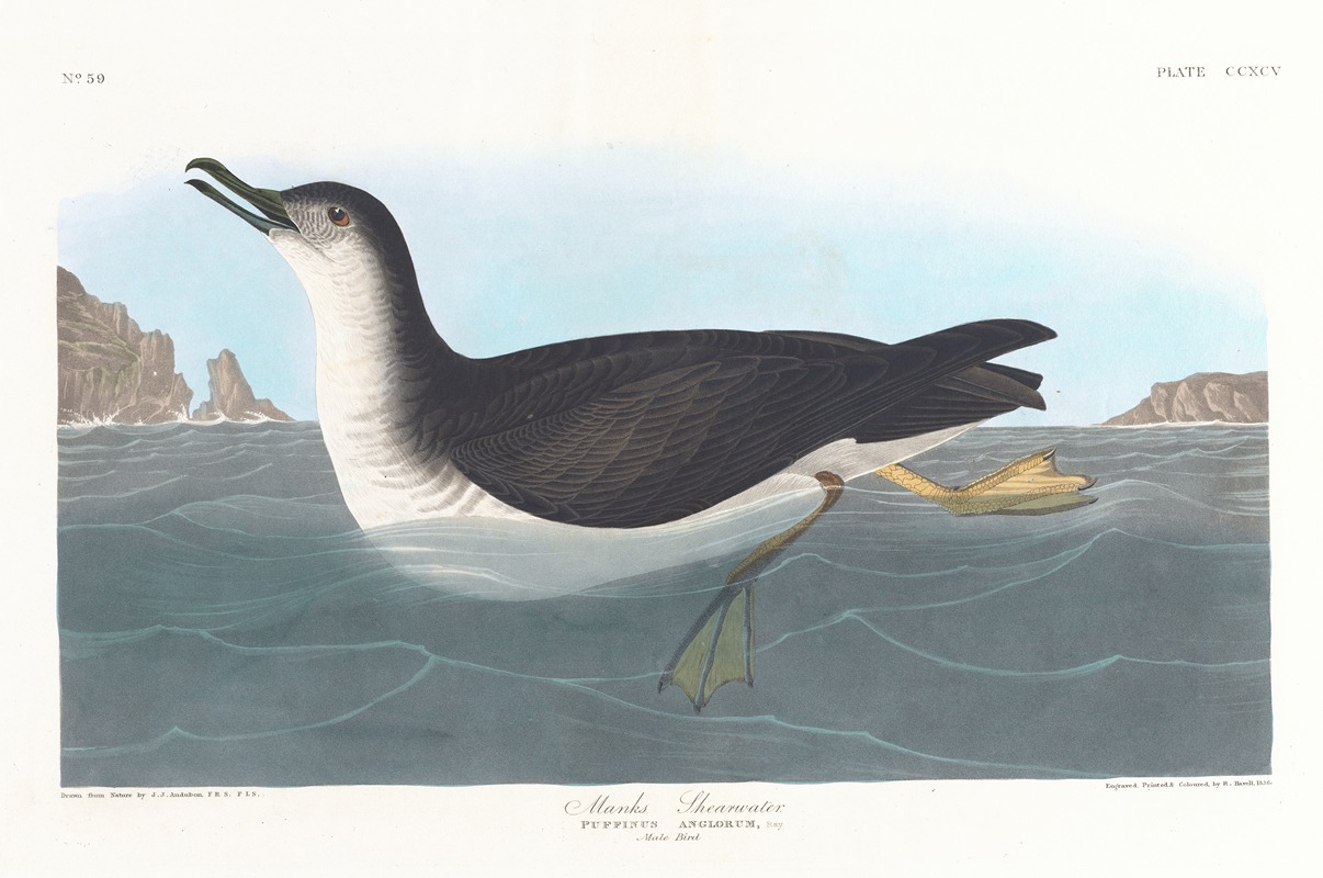 Manks shearwater by John James Audubon, 1827–1838 — digital art print download