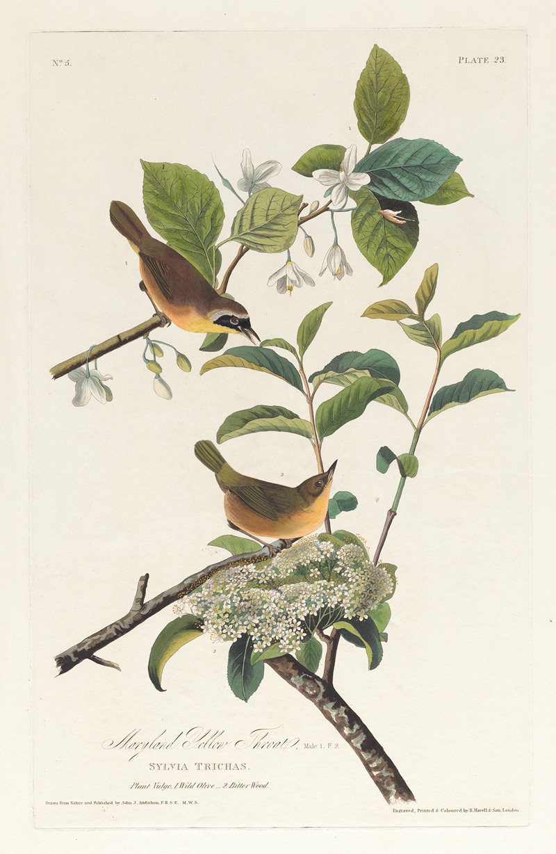 Maryland yellow throat — Джон Джеймс Одюбон