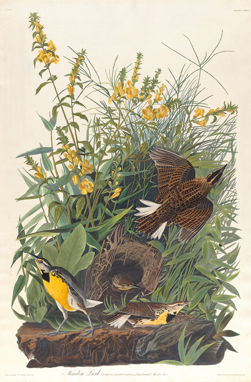 Meadow lark by John James Audubon, 1827–1838 — digital art print download