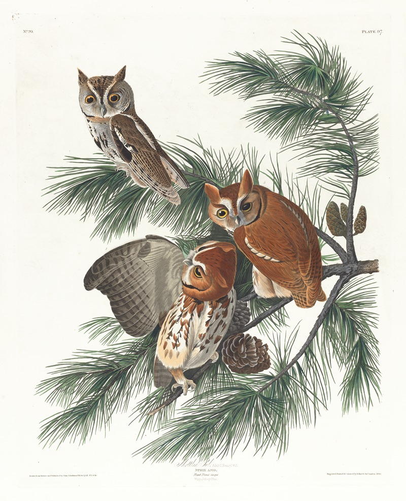 Mottled owl by John James Audubon, 1827–1838 — digital art print download