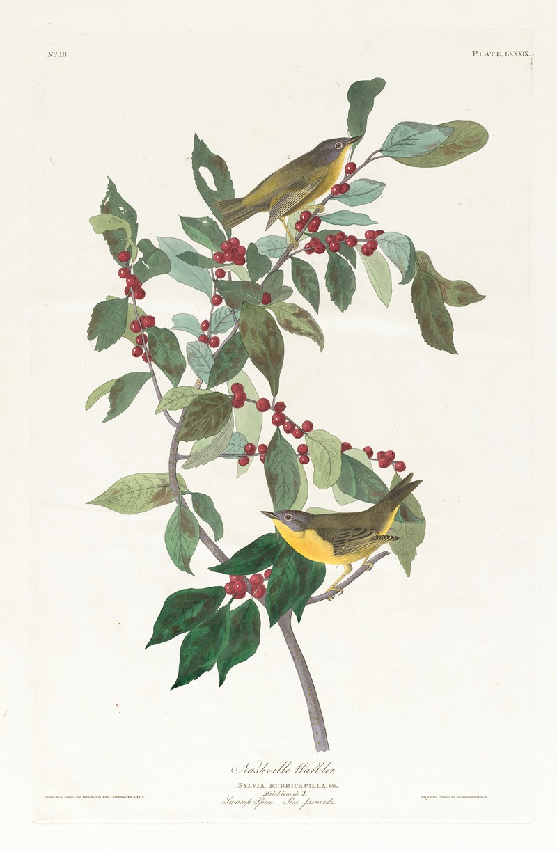Nashville warbler by John James Audubon, 1827–1838 — digital art print download