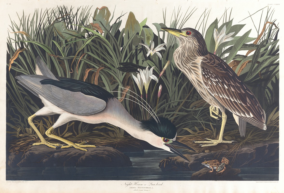 Night heron or qua bird by John James Audubon, 1827–1838 — digital art print download