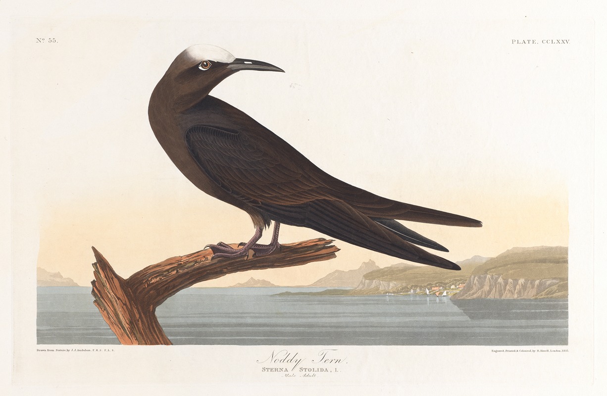 Noddy tern by John James Audubon, 1827–1838 — digital art print download
