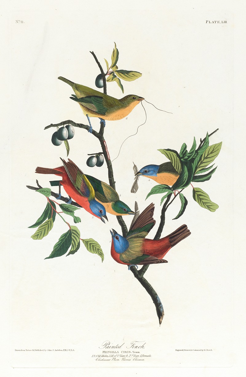 Painted finch by John James Audubon, 1827–1838 — digital art print download