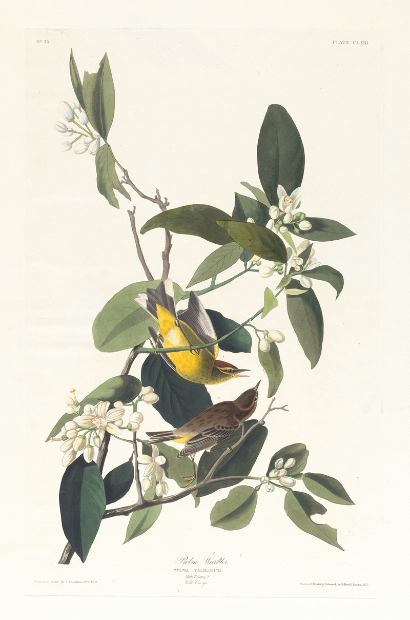 Palm warbler by John James Audubon, 1827–1838 — digital art print download