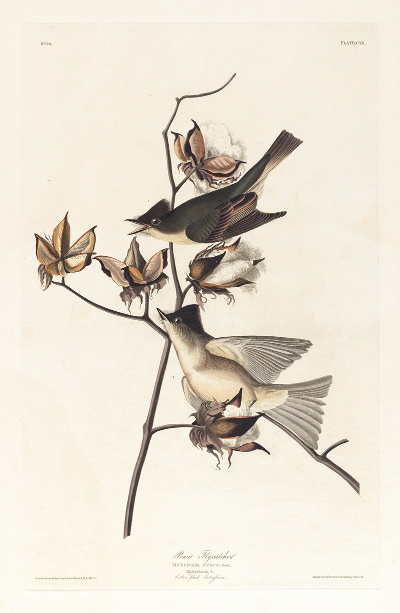 Pewit flycatcher by John James Audubon, 1827–1838 — digital art print download