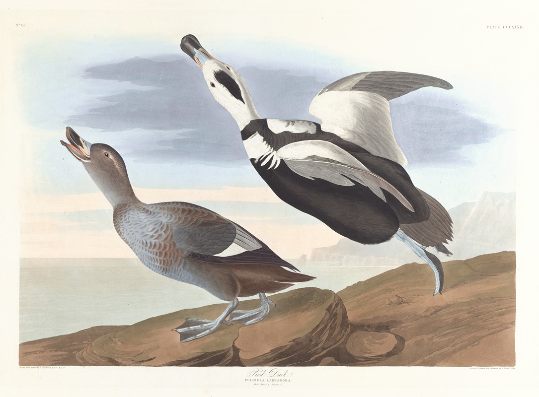 Pied duck by John James Audubon, 1827–1838 — digital art print download