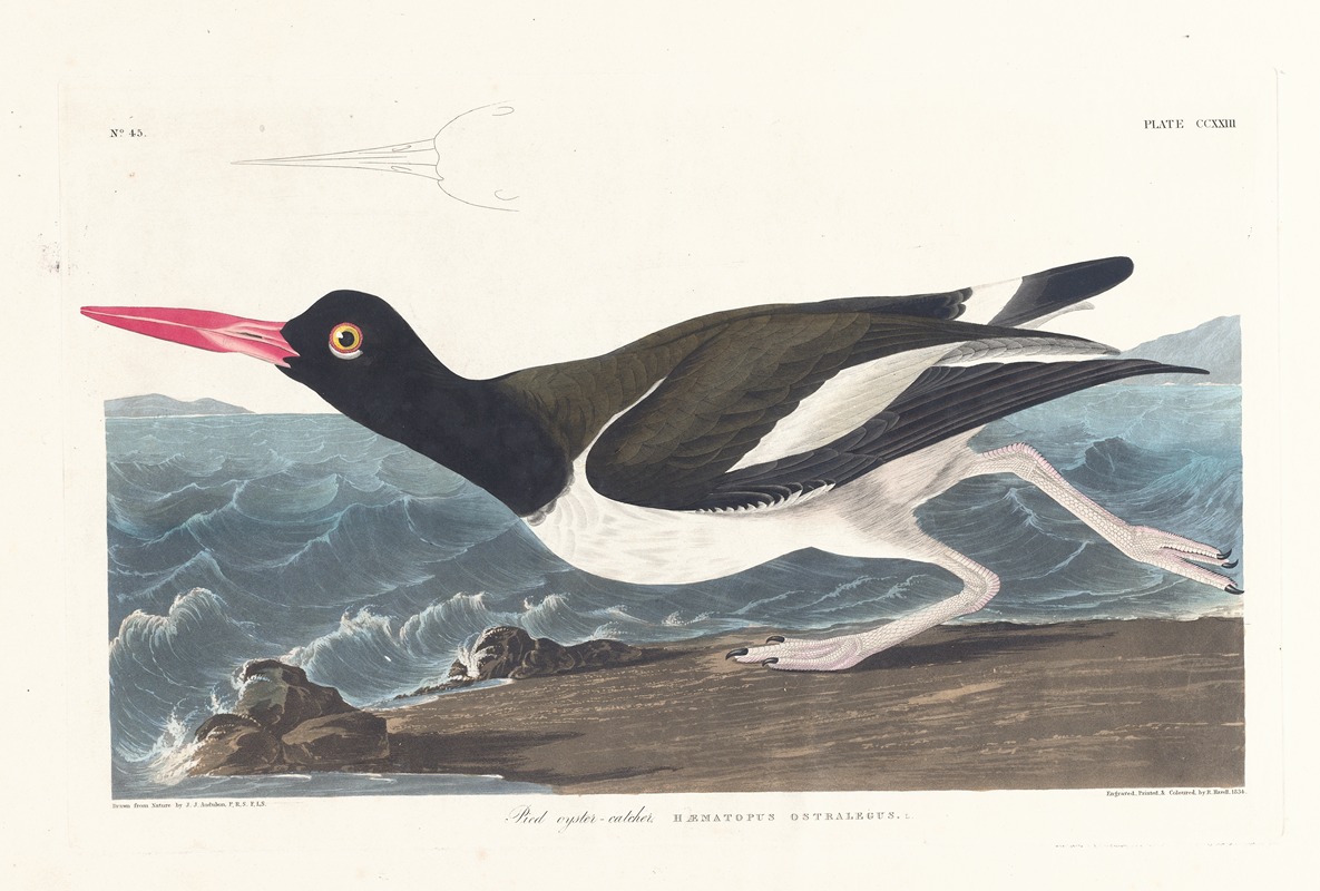 Pied oyster-catcher by John James Audubon, 1827–1838 — digital art print download